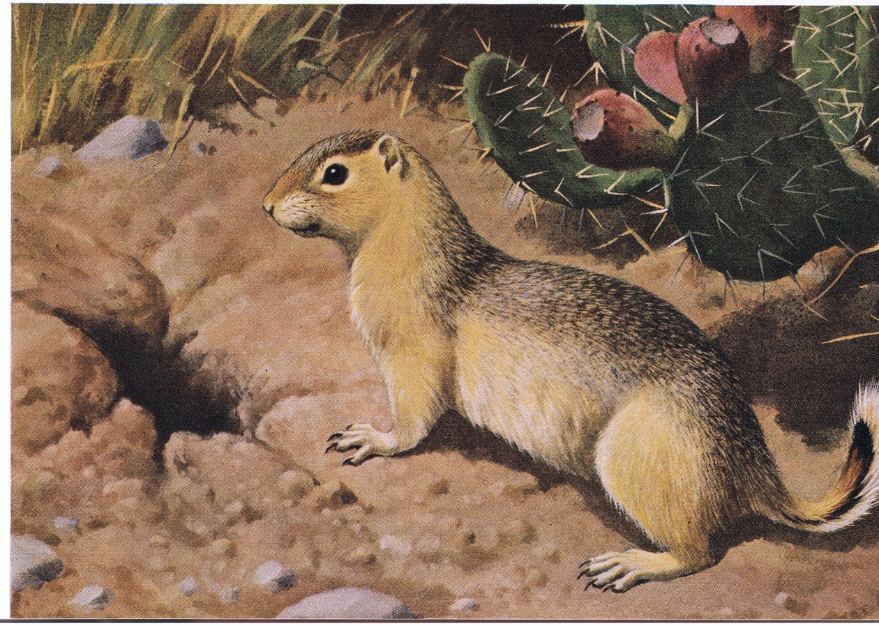 Eastern Chipmunk مزود قهري لا تحتوي العديد من الخزائن عليه على الإطلاق بواسطة لويس أغاسيز فويرتيس