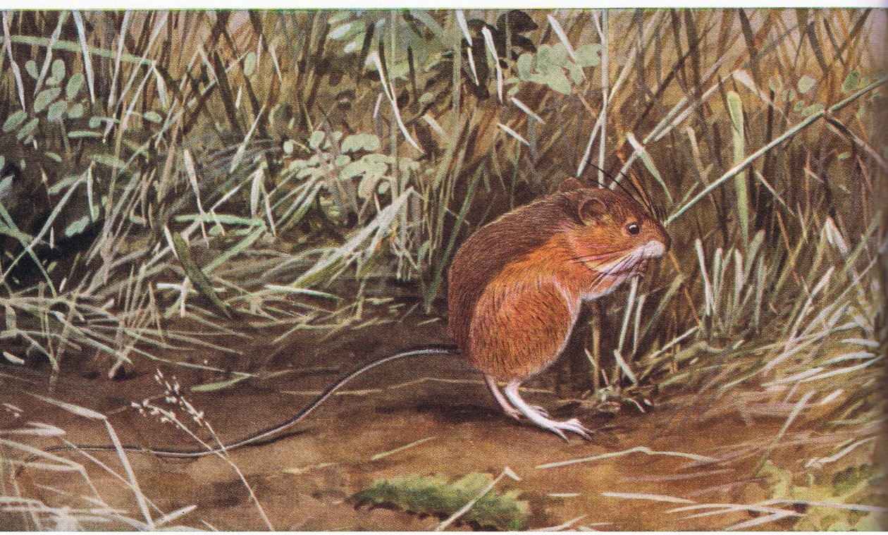 Meadow Jumping Mouse ، فأرة صغيرة ولكن يمكن أن تقفز ثمانية أقدام في الطول بواسطة لويس أغاسيز فويرتيس