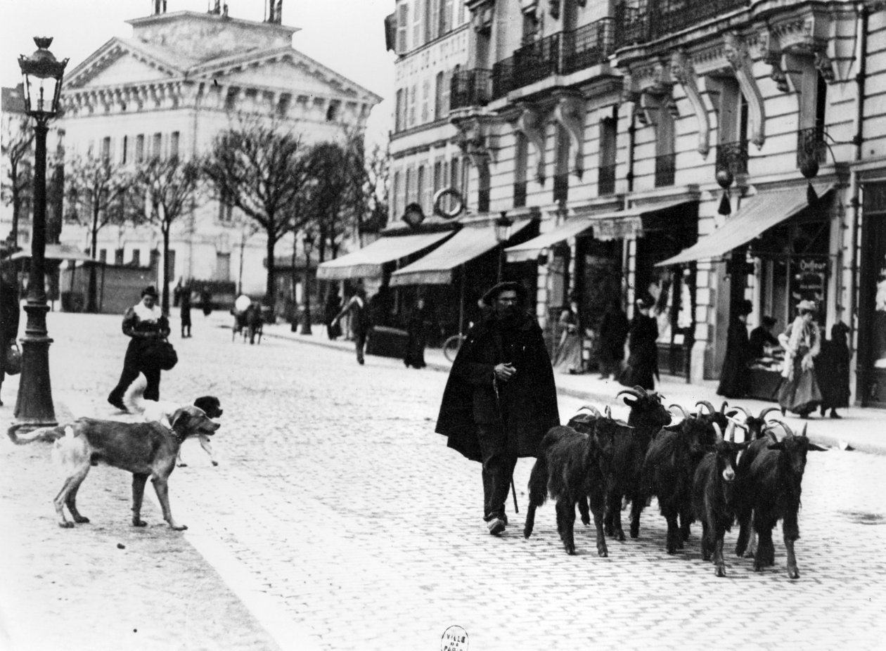 Goatherd يقود قطيعه من الماعز في Cours de Vincennes ، باريس ، c.1900 (صور من وزن الجسم) بواسطة لويس فيرت
