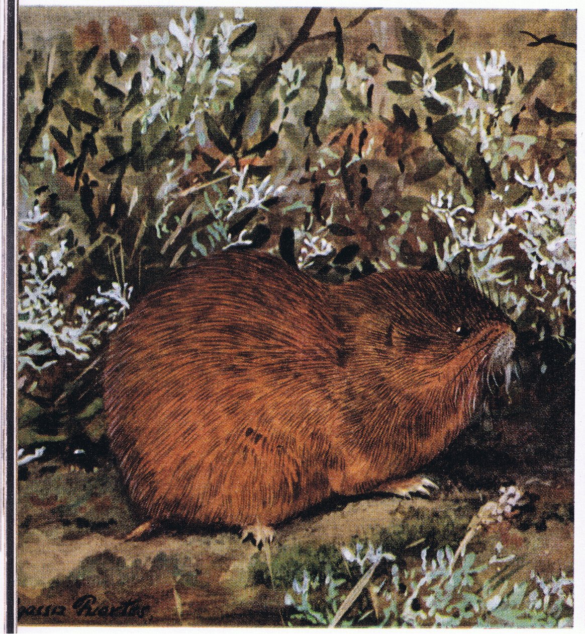 Brown Lemming ، قوارض ممتلئة تعيش في قرص العسل من الأنفاق بواسطة لويس أغاسيز فويرتيس