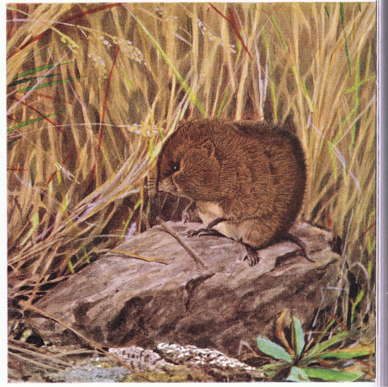 يقوم Field Mouse أو Vole ، المتيقظ من أي وقت مضى ، بمسح طريقه السريع عبر غابة متشابكة من العشب بواسطة لويس أغاسيز فويرتيس
