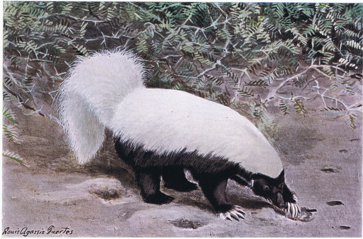 Hog Nosed Skunk ، قمة بيضاء ، قاع أسود ، حفارات للطعام مع مخالب طويلة بواسطة لويس أغاسيز فويرتيس