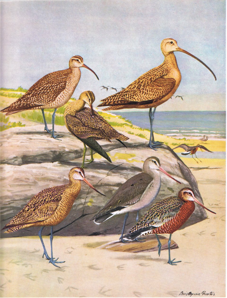 Hudsonian Curlew، Eskimo Curlew، Long Billed Curlew، Marbled Godwit، Hudsonian Godwit بواسطة لويس أغاسيز فويرتيس