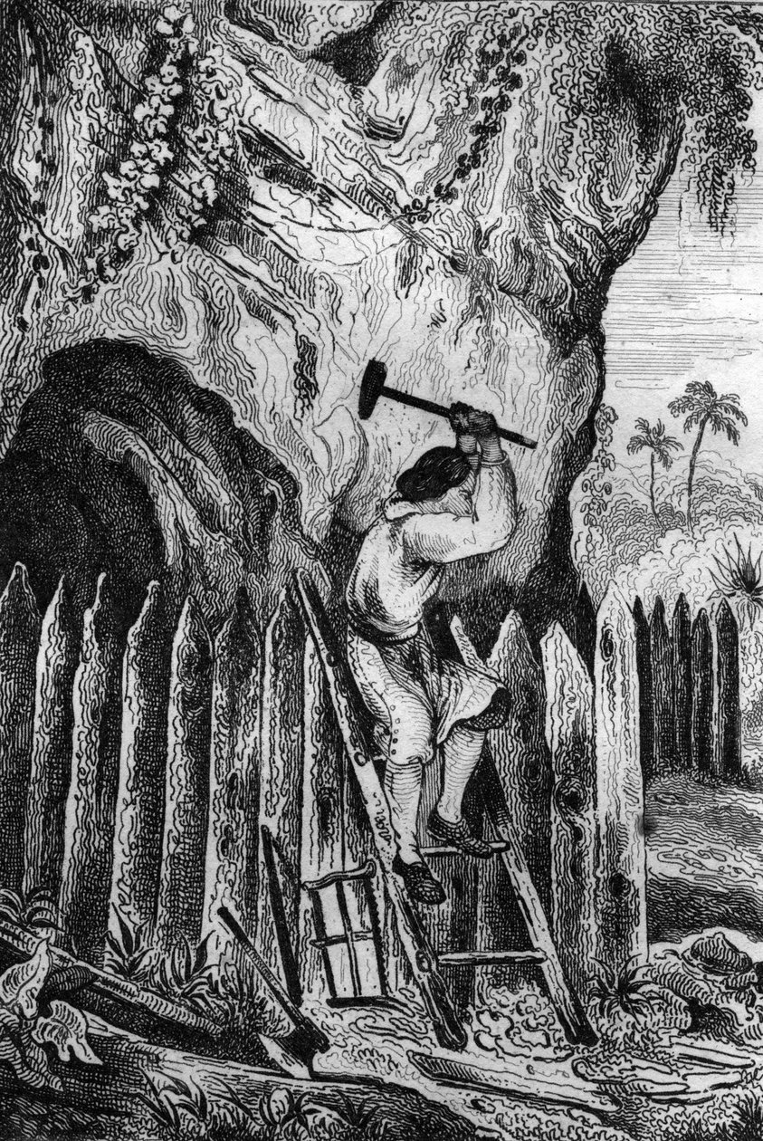 لقد زرعت عشرة صفوف من الحواجز. نقش بعد رسم M. de Sainson لكتاب Daniel Defoe (De foe) "Robinson Crusoe" "الطبعة الفرنسية لعام 1837. بواسطة لويس أوغست دي سينسون