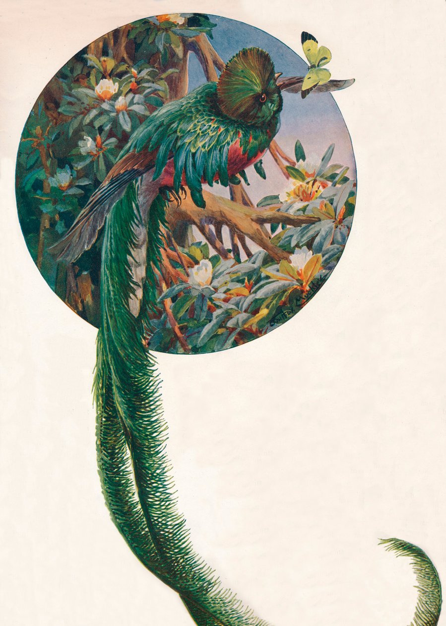 "طويل الذيل Trogons" ، 1910 ، 1911 بواسطة لويس فيرفاكس ماكلي