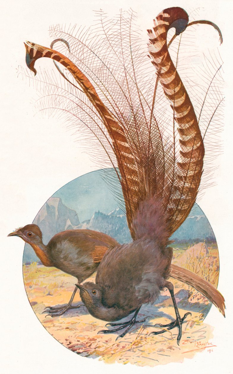 "Lyre Birds" ، 1911 ، 1911 بواسطة لويس فيرفاكس ماكلي