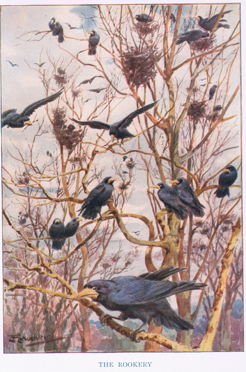 The Rookery ، رسم توضيحي من "Country Ways and Country Days" (لون ليثو) بواسطة لويس فيرفاكس ماكلي