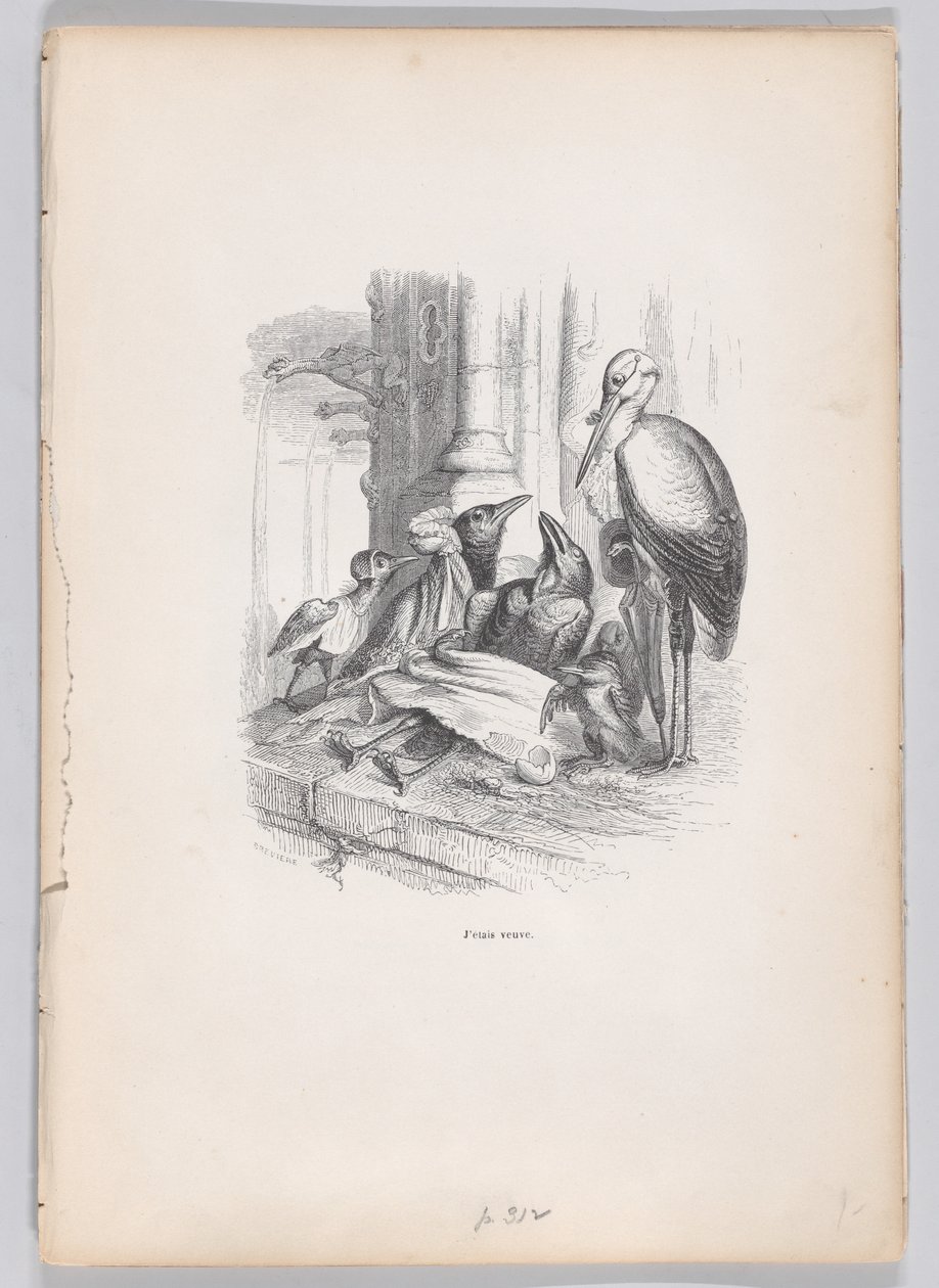كنت أرملة من مشاهد من الحياة الخاصة والعامة للحيوانات ، كاليفورنيا. 1837-47. بواسطة لويس هنري بريفير