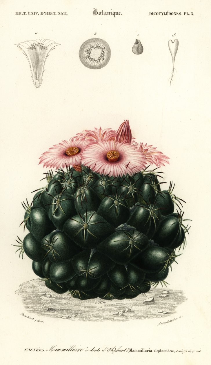 صبار خلية النحل ، Coryphantha elephantidens. ، 1849 (نقش) بواسطة لويس جوزيف إدوارد موبيرت