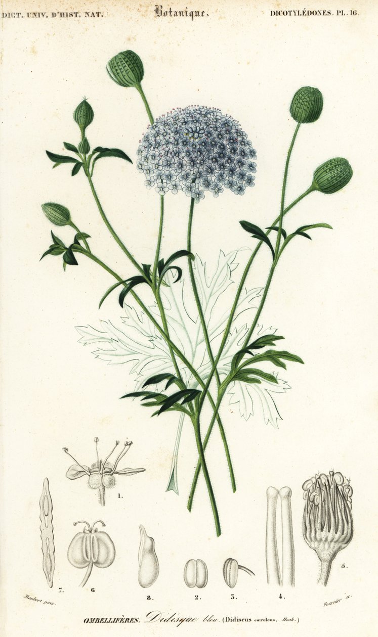 زهرة الدانتيل الأزرق ، Trachymene coerulea. ، 1849 (نقش) بواسطة لويس جوزيف إدوارد موبيرت
