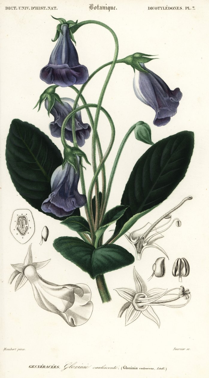 gloxinia البرازيلية ، Sinningia speciosa. ، 1849 (نقش) بواسطة لويس جوزيف إدوارد موبيرت