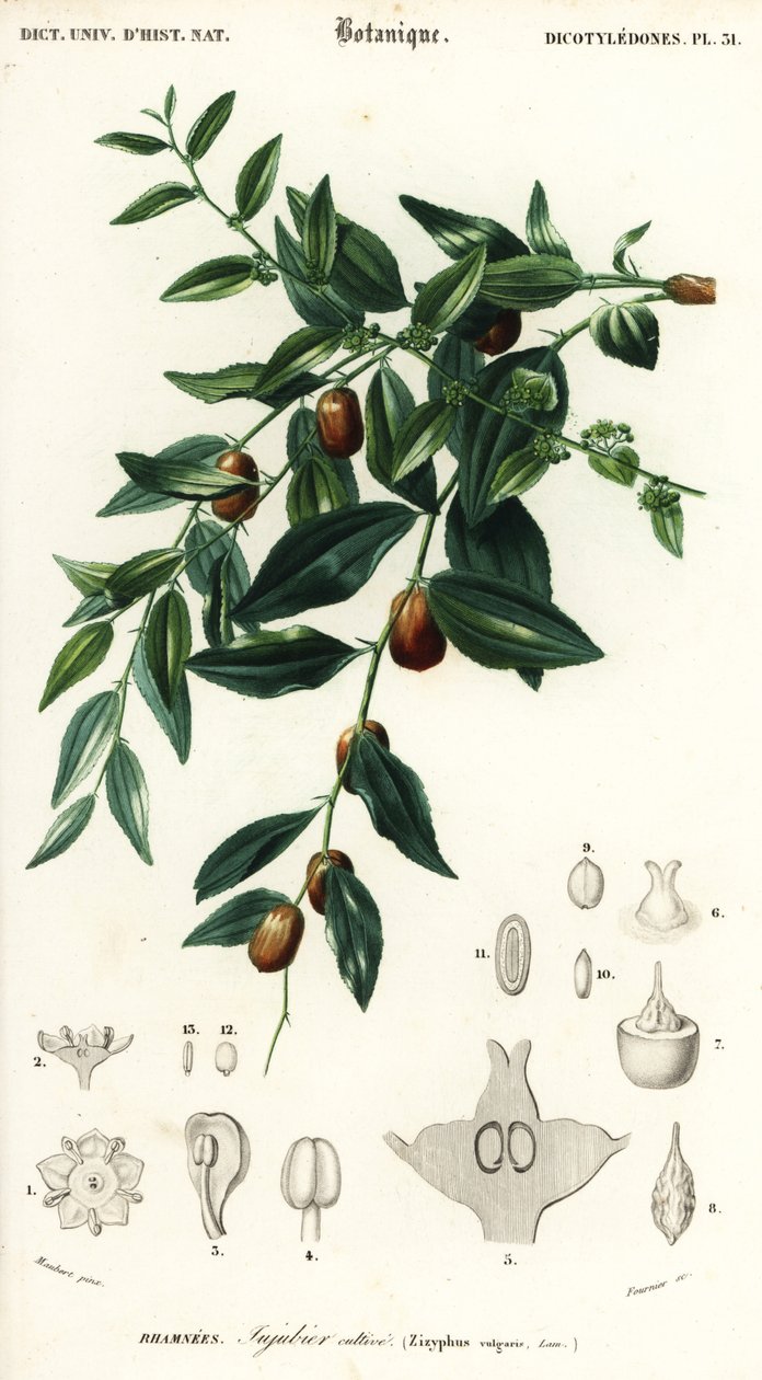 التمر الصيني أو العناب ، Ziziphus jujuba. ، 1849 (نقش) بواسطة لويس جوزيف إدوارد موبيرت
