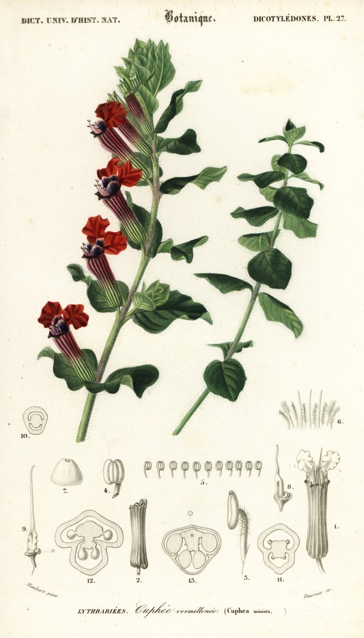 نبات السيجار ، Cuphea llavea. ، 1849 (نقش) بواسطة لويس جوزيف إدوارد موبيرت