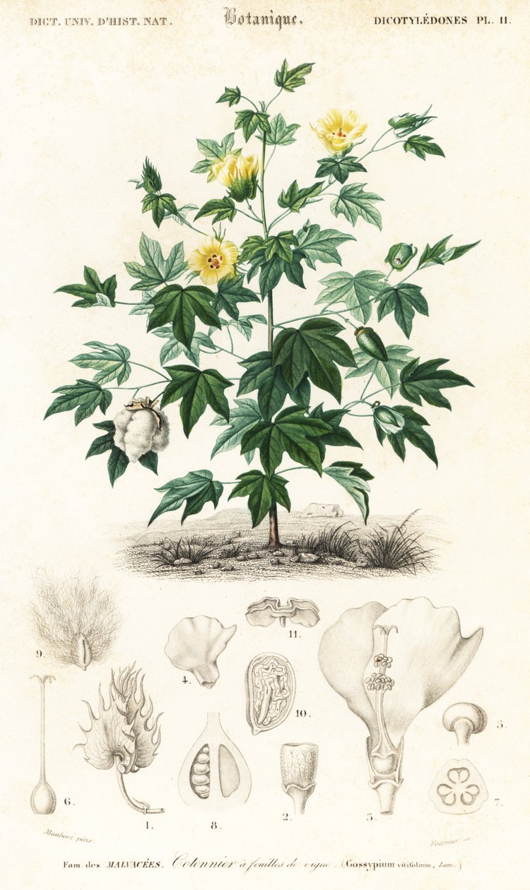 نبات القطن ، Gossypium barbadense. ، 1849 (نقش) بواسطة لويس جوزيف إدوارد موبيرت