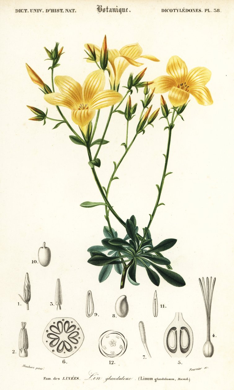 الكتان، Linum Campanulatum.، 1849 (نقش) بواسطة لويس جوزيف إدوارد موبيرت