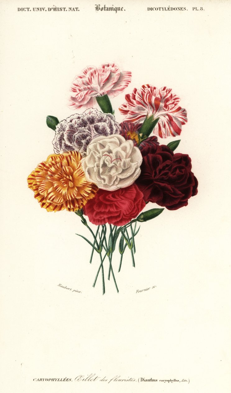 مجموعة القرنفل Dianthus caryophyllus. ، 1849 (نقش) بواسطة لويس جوزيف إدوارد موبيرت
