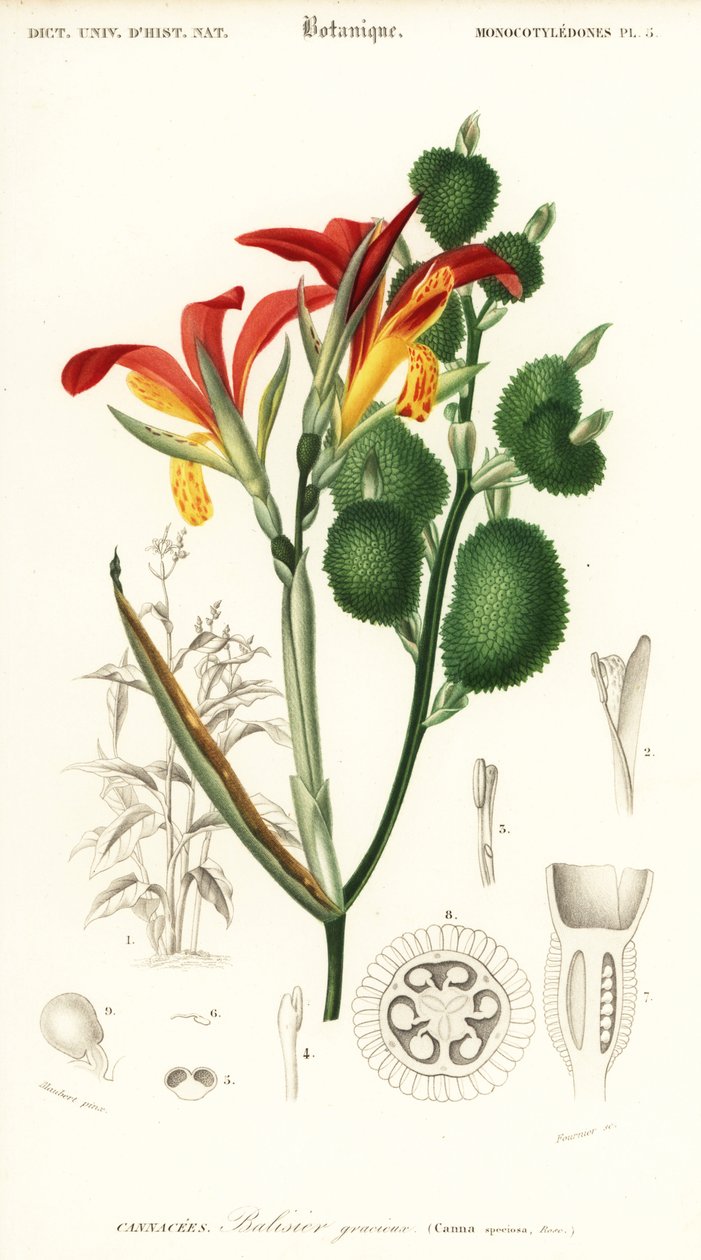 لقطة هندية ، Canna indica. ، 1849 (نقش) بواسطة لويس جوزيف إدوارد موبيرت