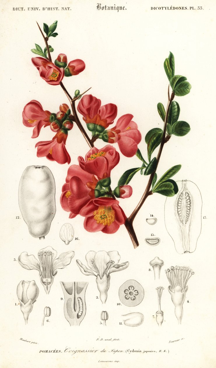 سفرجل ياباني ، Chaenomeles japonica. ، 1849 (نقش) بواسطة لويس جوزيف إدوارد موبيرت