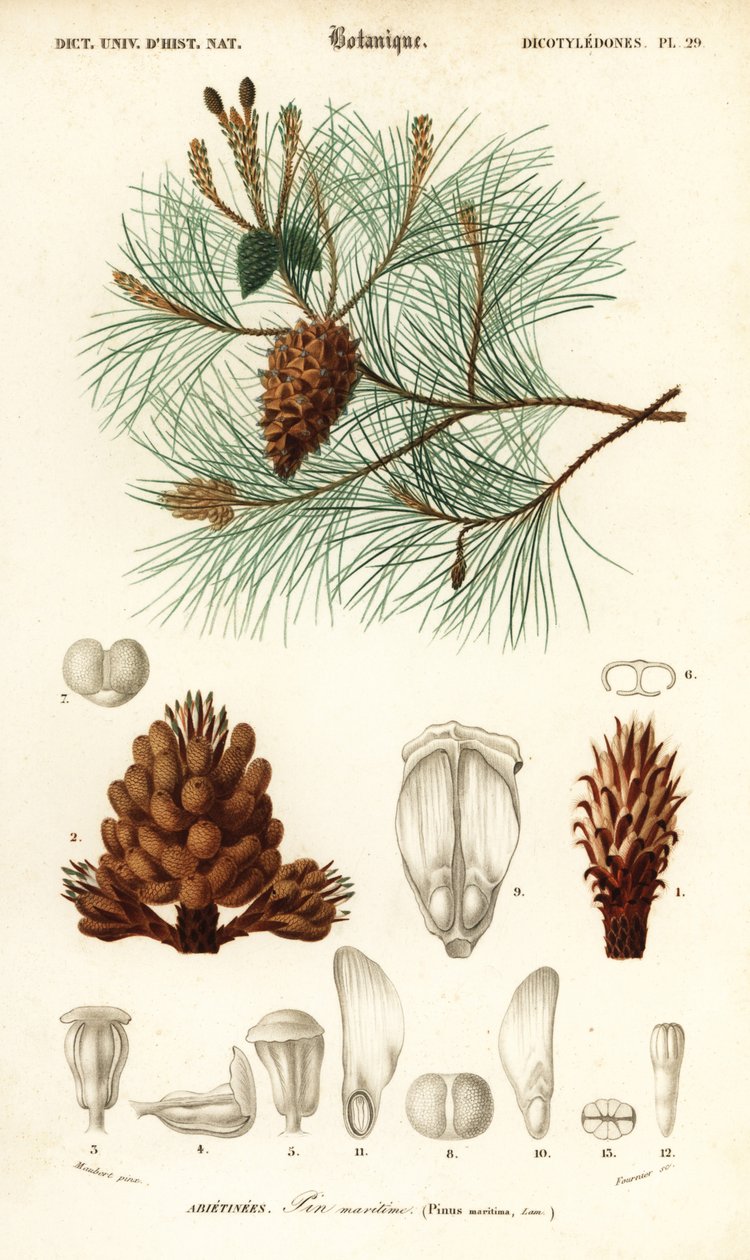 الصنوبر البحري أو الصنوبر العنقودي ، Pinus pinaster. ، 1849 (نقش) بواسطة لويس جوزيف إدوارد موبيرت