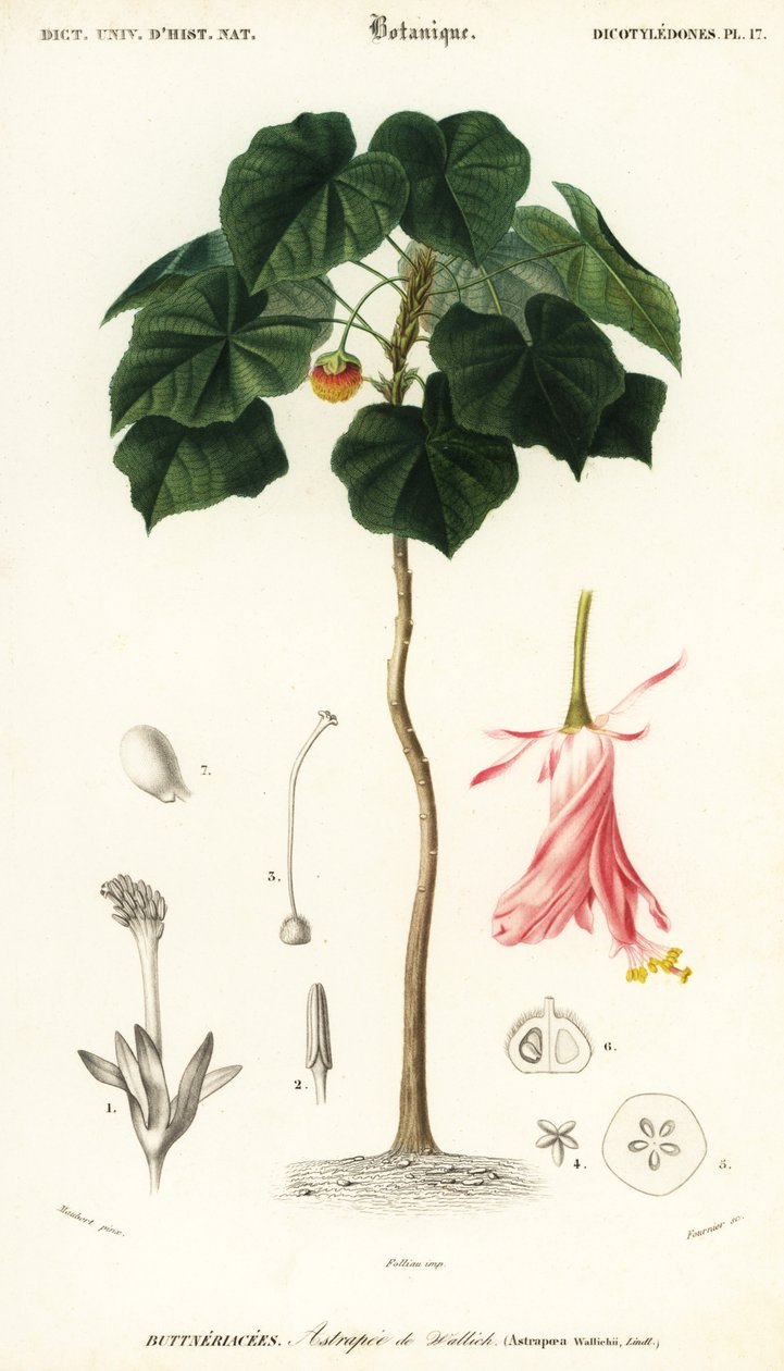 Pinkball ، Dombeya wallichii. ، 1849 (نقش) بواسطة لويس جوزيف إدوارد موبيرت