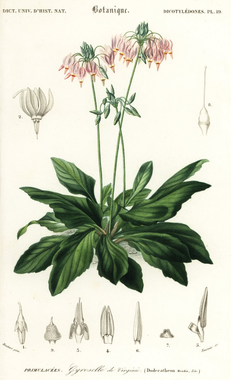 شهاب أو نجم الرماية الشرقي ، Dodecatheon meadia. ، 1849 (نقش) بواسطة لويس جوزيف إدوارد موبيرت