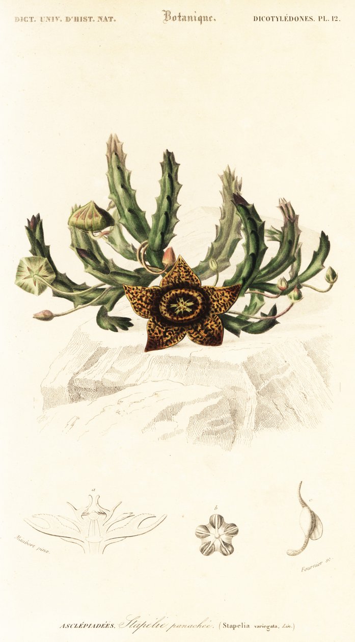 زهرة النجمة ، Orbea variegata. ، 1849 (نقش) بواسطة لويس جوزيف إدوارد موبيرت