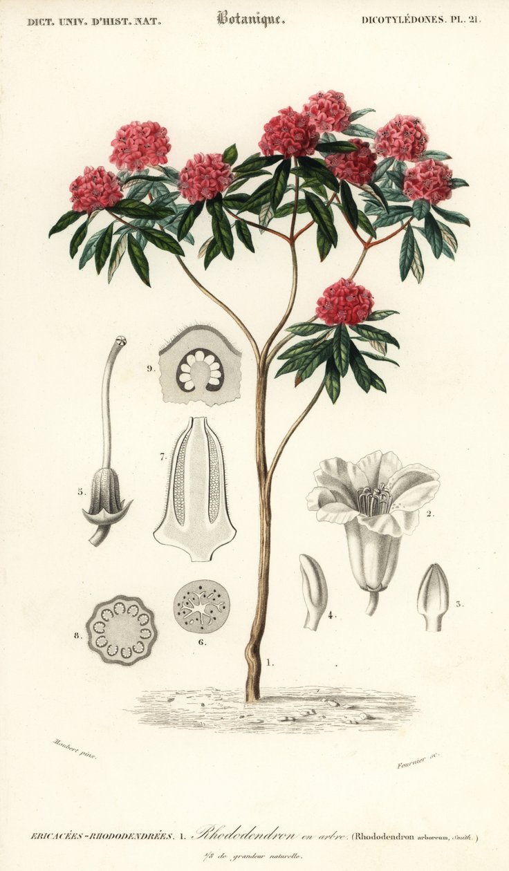 شجرة الرودودندرون ، رودودندرون أربوريوم. ، 1849 (نقش) بواسطة لويس جوزيف إدوارد موبيرت