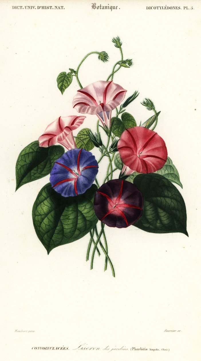 أصناف من مجد الصباح ، Pharbitis hispida. ، 1849 (نقش) بواسطة لويس جوزيف إدوارد موبيرت