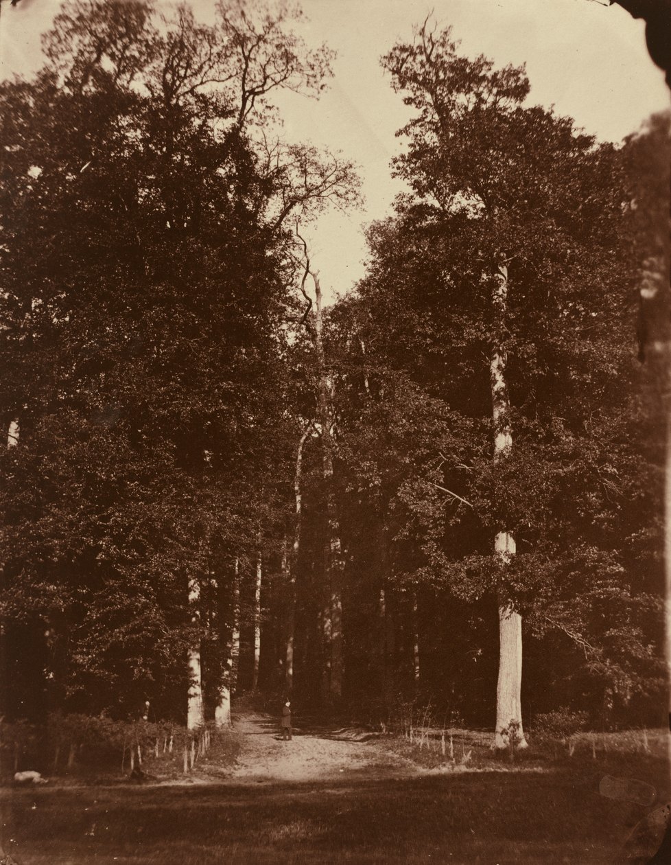 غابة في Saint-Cloud بواسطة لويس ريمي روبرت