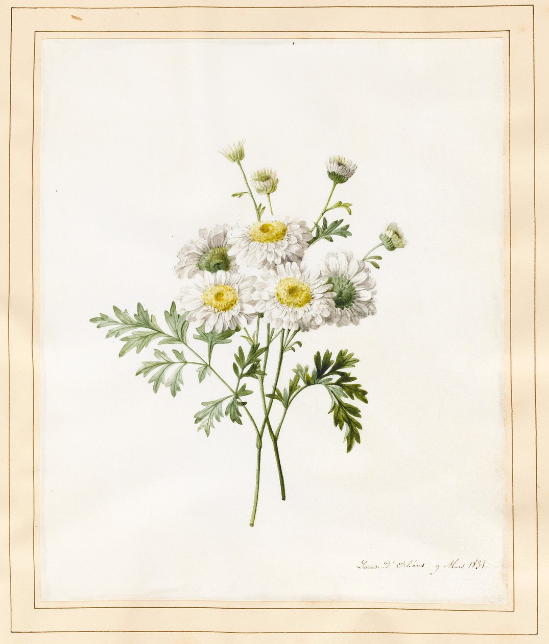 أقحوان Parthenium (أزرار Batchelors) ، 1831 (مرحاض مع بعض لون الجسم على الرق) بواسطة لويز دورلينز