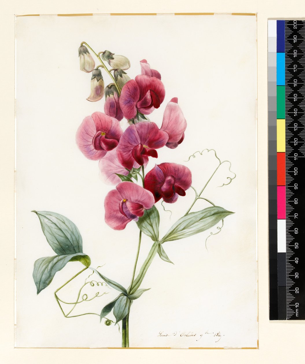 Lathyrus latifolius (البازلاء الأبدية) بواسطة لويز دورلينز