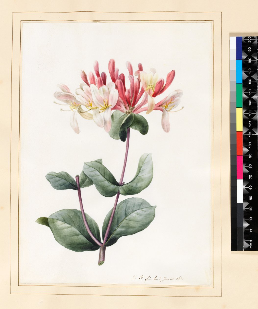 Lonicera Periclymenum (زهر العسل) 1830 (المرحاض والغواش على الرق) بواسطة لويز دورلينز