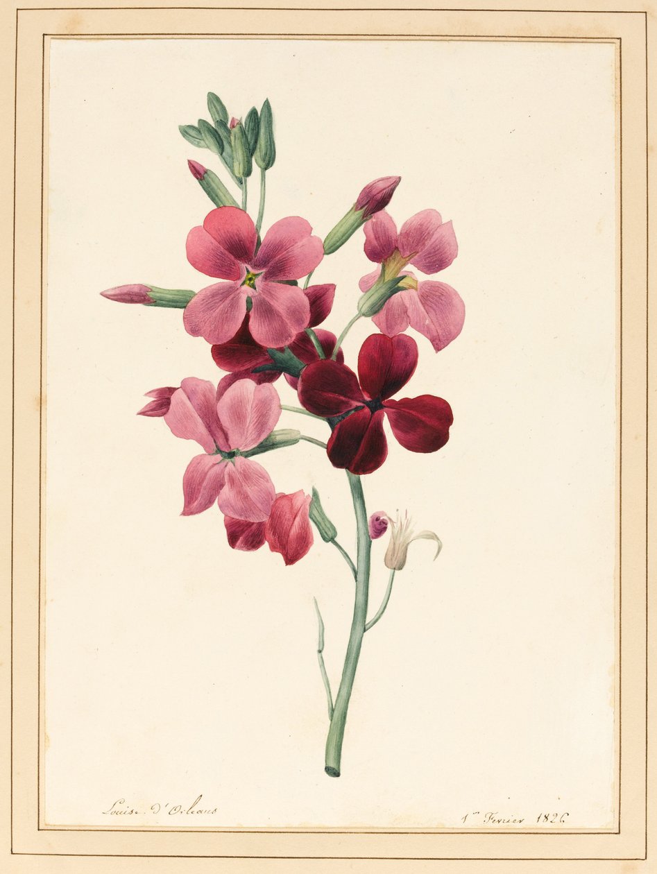 Matthiola ، الأوراق المالية ، 1826 (مرحاض مع بعض لون الجسم على الورق) بواسطة لويز دورلينز