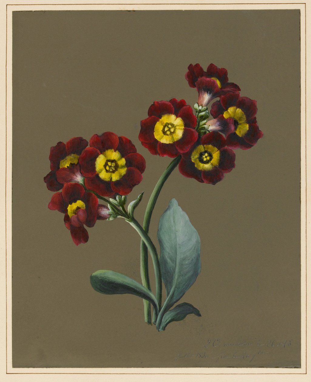 الأحمر Primula Auricula ، 1830 (مرحاض وجسم بلون على ورق مع أرضية محضرة) بواسطة لويز دورلينز
