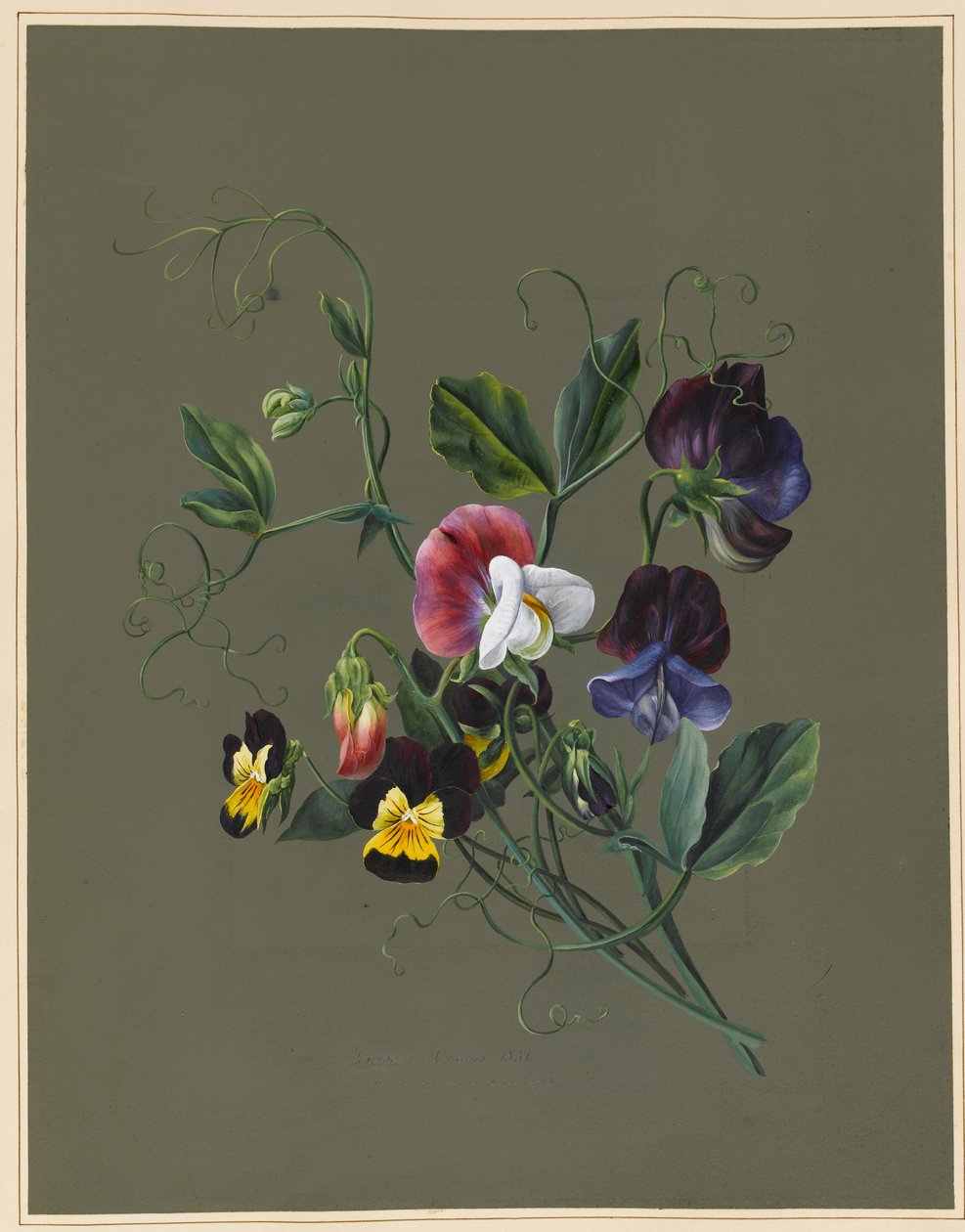 Sweet Peas (Quitro) و Violas ، 1830 (مرحاض وجسم ملون على ورق مع أرض معدة) بواسطة لويز دورلينز