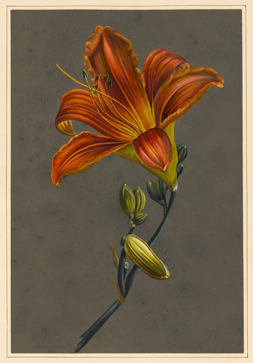 Hemorocallus (Day Lily) ، 1830 (لون الجسم على ورق مع أرض معدة) بواسطة لويز دورلينز