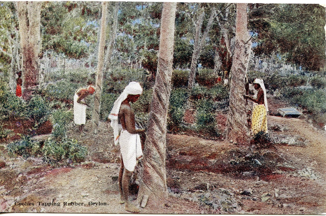Coolies Taping Rubber، Ceylon، c.1900-20 (صورة ملونة باليد) بواسطة Ltd. سيلان بلاتيه