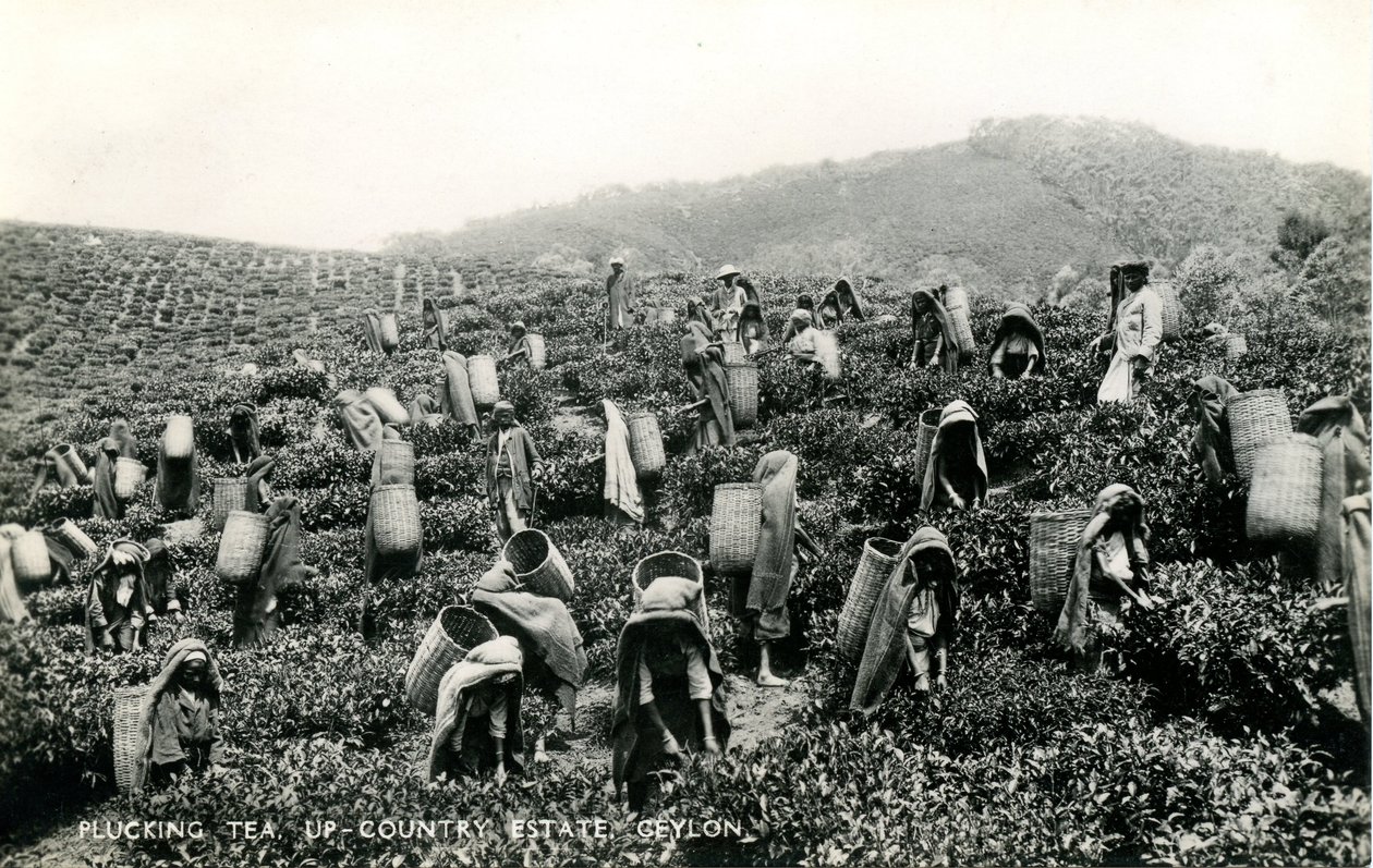Plucking tea, up-country estate, Ceylon, c.1900-1930 (b/w photo) بواسطة Ltd. سيلان بلاتيه
