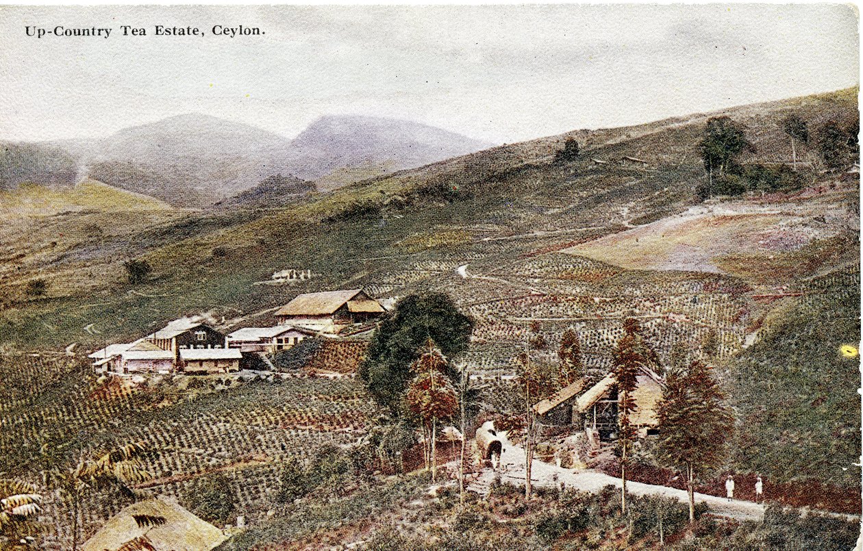 Up-Country Tea Estate ، سيلان ، c.1900-20 (صورة ملونة يدويًا) بواسطة Ltd. سيلان بلاتيه