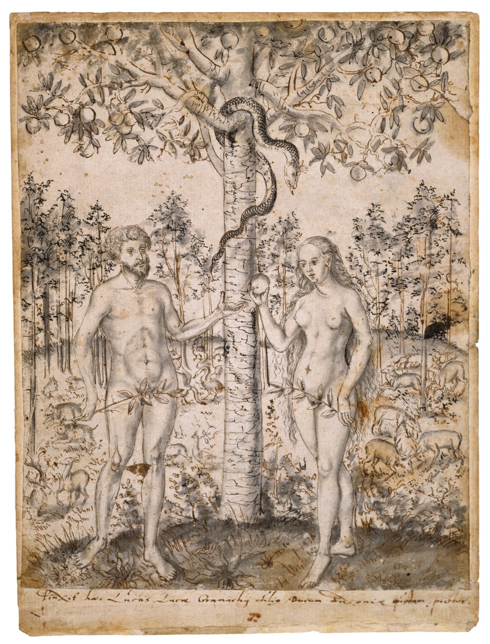 The Fall of Man ، بعد عام 1549 (قلم جاف ، حبر أسود وبني ، مع غسل أسود على ورق مضغوط) بواسطة لوكاس كراناش الأكبر