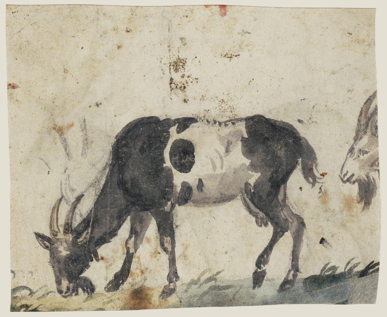 دراسة عن الماعز (ظهر) حوالي 1520-30 (فرشاة باللون الأسود والرمادي والأخضر والطباشير الأسود) بواسطة لوكاس الأكبر كراناش