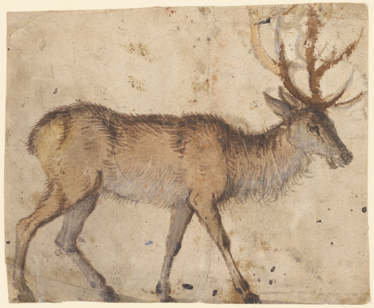 دراسة الأيل (وجه) ، حوالي 1520-30 (فرشاة ذات لون بني ، ومزودة بغواش أبيض) بواسطة لوكاس الأكبر كراناش
