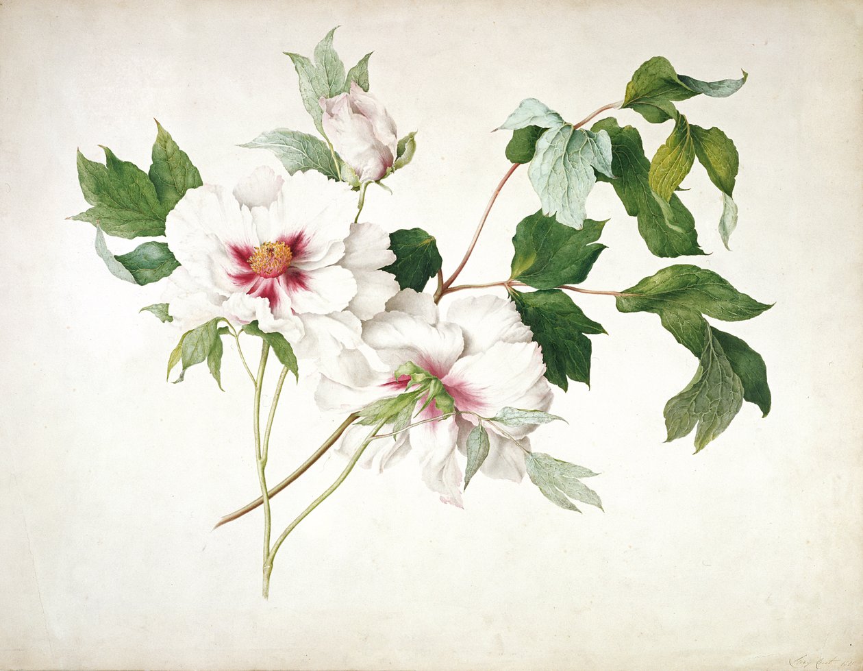 الفاوانيا الشجرة اليابانية (Paeonia thrructicosa) ، 1815 (مرحاض ، غواش ، صمغ عربي فوق قلم رصاص على ورق) بواسطة 