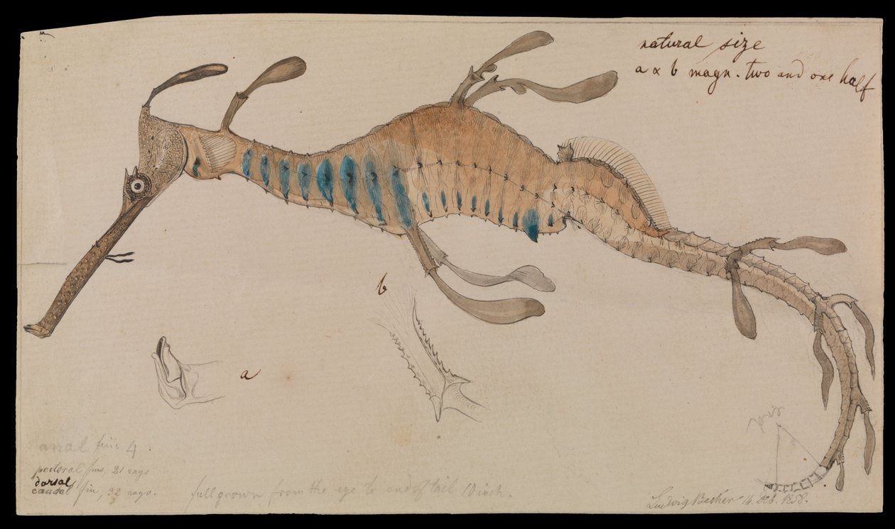 Weedy Seadragon ، Phyllopteryx foliatus بواسطة لودفيج بيكر