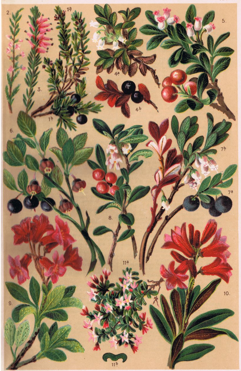نباتات جبال الألب ، رسم توضيحي من "Alpine Flora" للأستاذ CS Schroter ، نشر عام 1921 بواسطة لودفيج شروتر