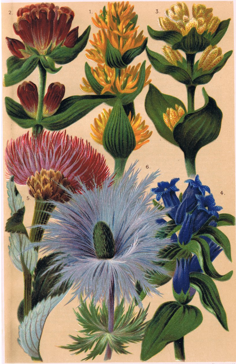 نباتات جبال الألب ، رسم توضيحي من "Alpine Flora" للأستاذ CS Schroter ، نشر عام 1921 بواسطة لودفيج شروتر