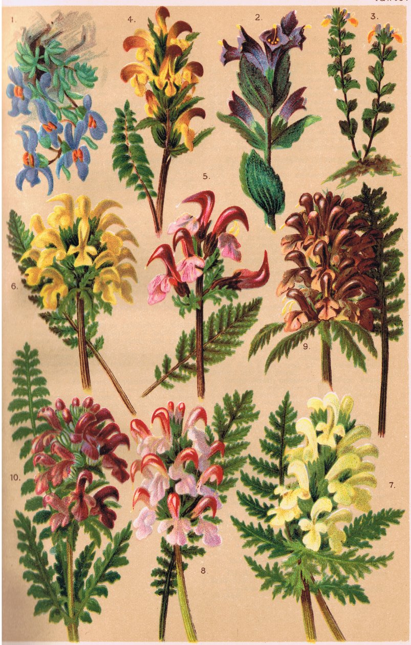 نباتات جبال الألب ، رسم توضيحي من "Alpine Flora" للأستاذ CS Schroter ، نشر عام 1921 بواسطة لودفيج شروتر