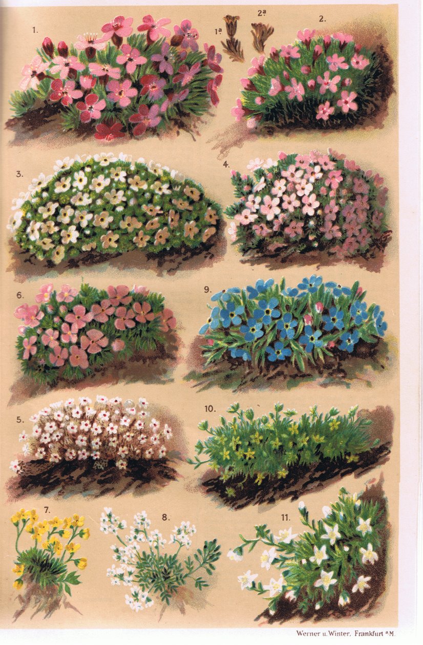 نباتات جبال الألب ، رسم توضيحي من "Alpine Flora" للأستاذ CS Schroter ، نشر عام 1921 بواسطة لودفيج شروتر