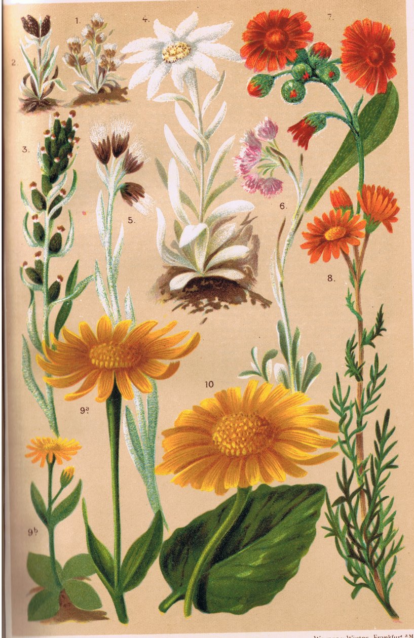 نباتات جبال الألب ، رسم توضيحي من "Alpine Flora" للأستاذ CS Schroter ، نشر عام 1921 بواسطة لودفيج شروتر