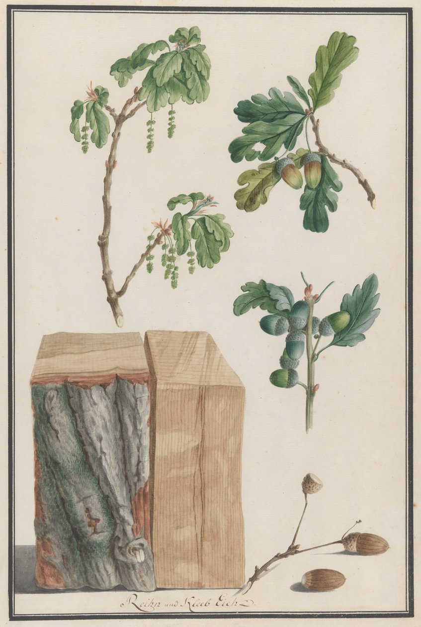 دراسات عن أزهار وفواكه وجذع البلوط الإنجليزي Quercus robur ، 1788. بواسطة لودفيج بفليجر
